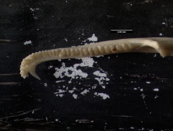 Media type: image;   Herpetology R-137300